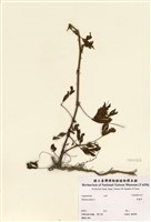 藏品(含羞草)的圖片